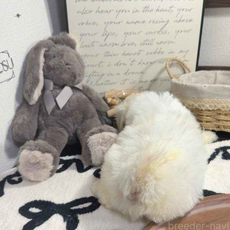 販売中の埼玉県のビションフリーゼ-445013の6枚目