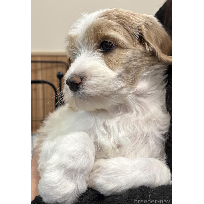 販売中の熊本県のミディアムプードル-445018の6枚目