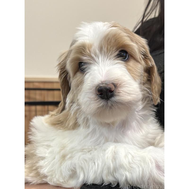 販売中の熊本県のミディアムプードル-445018の4枚目