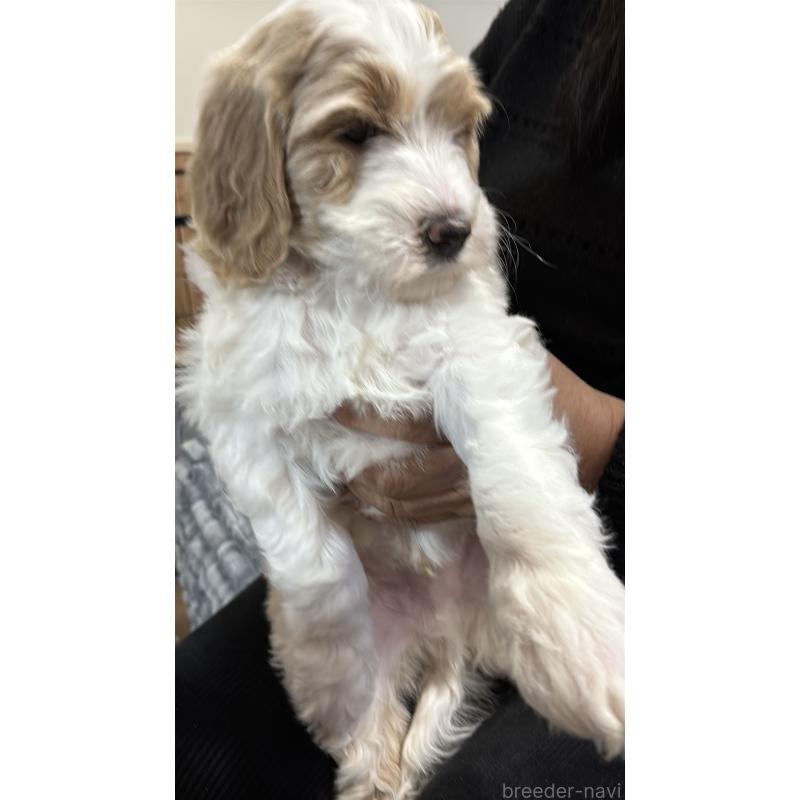 販売中の熊本県のミディアムプードル-445018の3枚目