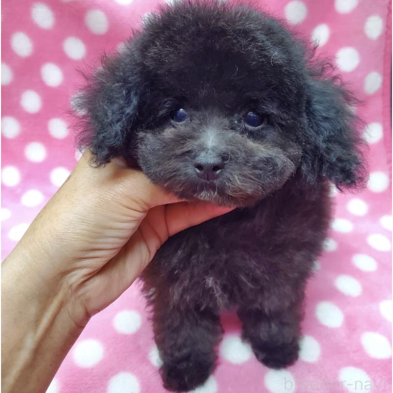 販売中の大阪府のティーカッププードル-445014の1枚目