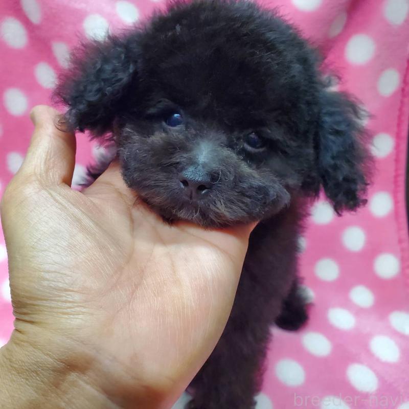 販売中の大阪府のティーカッププードル-445014の5枚目