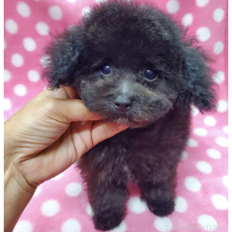 販売中の大阪府のティーカッププードル-445014の4枚目