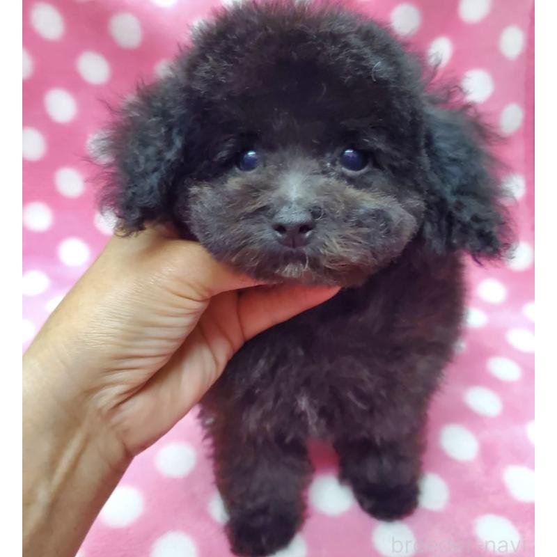 販売中の大阪府のティーカッププードル-445014の3枚目