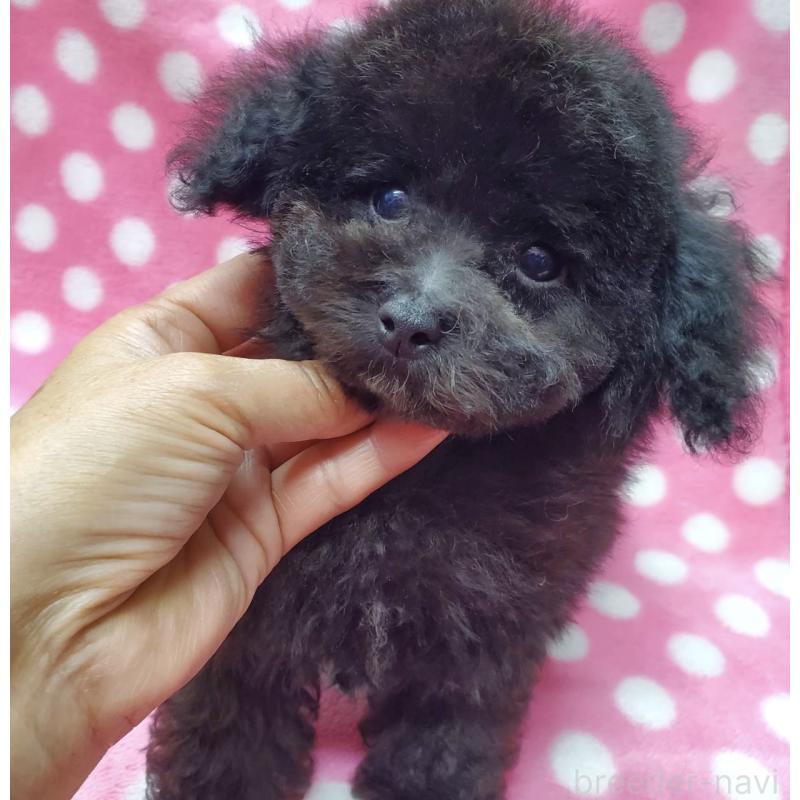 販売中の大阪府のティーカッププードル-445014の2枚目