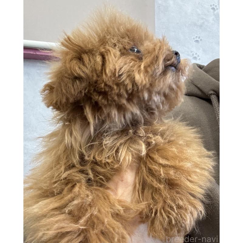 販売中の茨城県のティーカッププードル-439169の2枚目