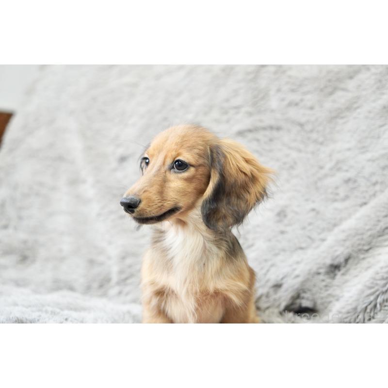 販売中の滋賀県のカニンヘンダックスフンド(ロングヘアード)-420208の6枚目