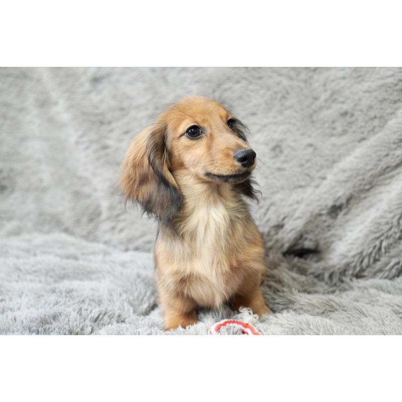 販売中の滋賀県のカニンヘンダックスフンド(ロングヘアード)-420208の5枚目