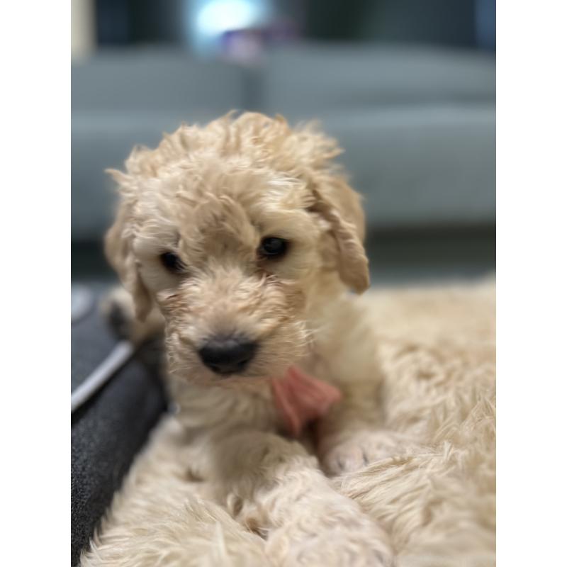 成約済の静岡県のラブラドゥードル:ラブラドールレトリーバー×プードル-437502の2枚目