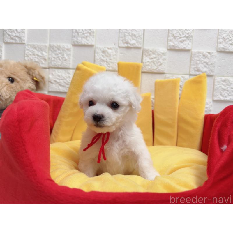 販売中の福岡県のビションフリーゼ-444807の5枚目