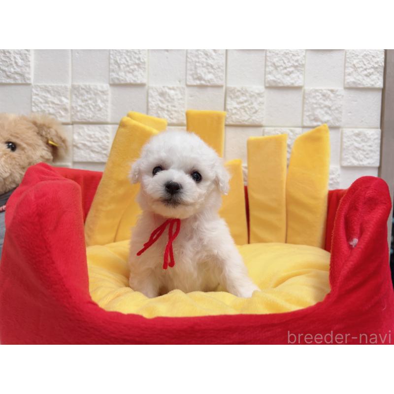 販売中の福岡県のビションフリーゼ-444807の4枚目