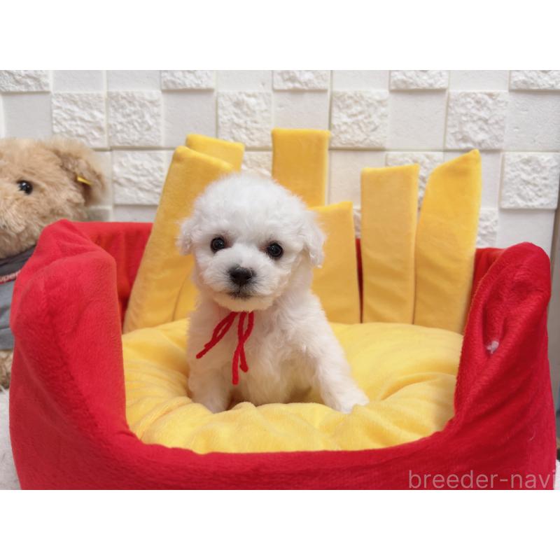 販売中の福岡県のビションフリーゼ-444807の3枚目