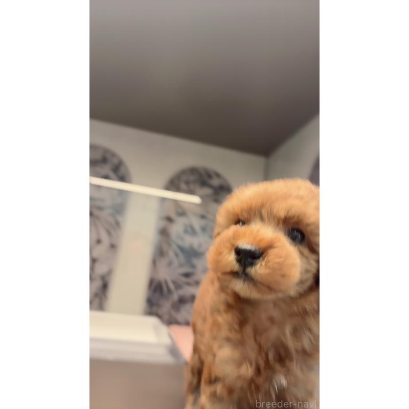 販売中の東京都のティーカッププードル-444808の5枚目