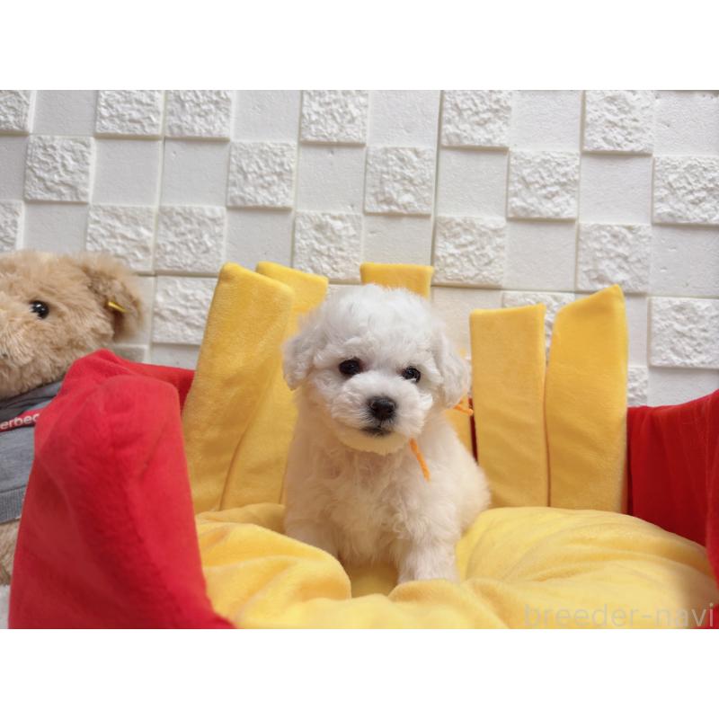 販売中の福岡県のビションフリーゼ-444809の6枚目