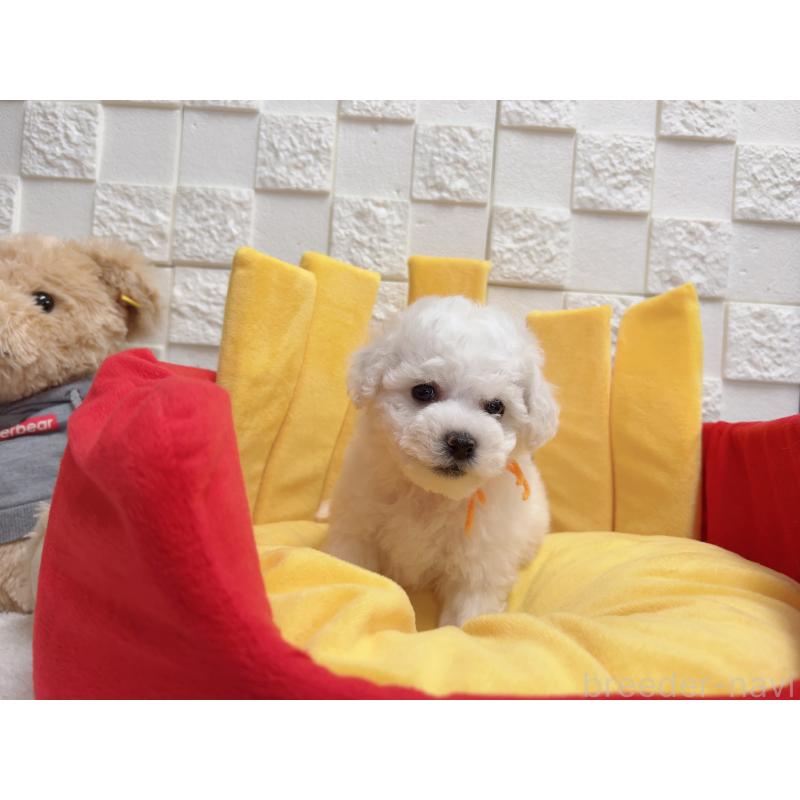 販売中の福岡県のビションフリーゼ-444809の5枚目