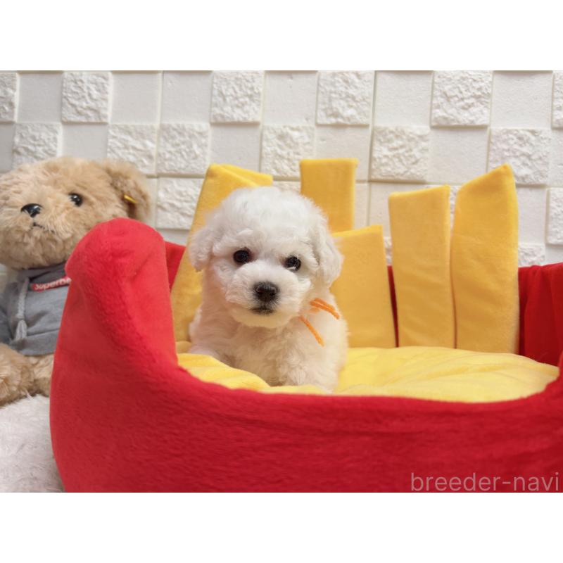 販売中の福岡県のビションフリーゼ-444809の4枚目