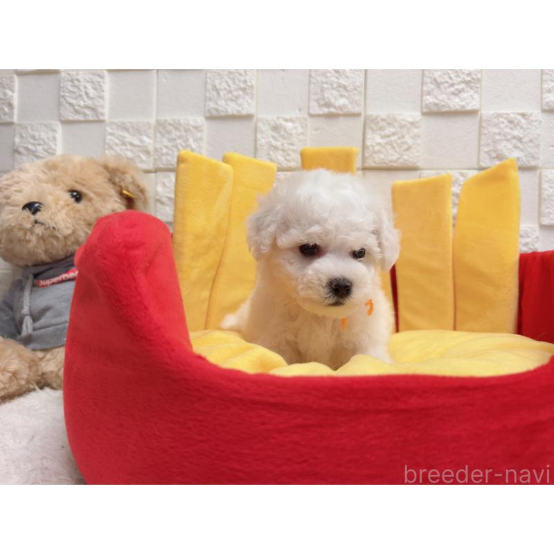 販売中の福岡県のビションフリーゼ-444809の3枚目