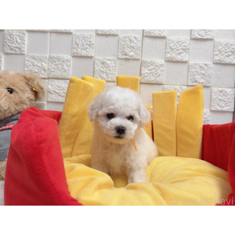 販売中の福岡県のビションフリーゼ-444809