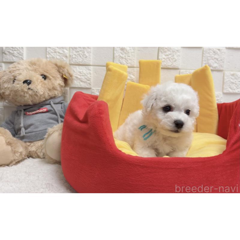 販売中の福岡県のビションフリーゼ-444810の6枚目