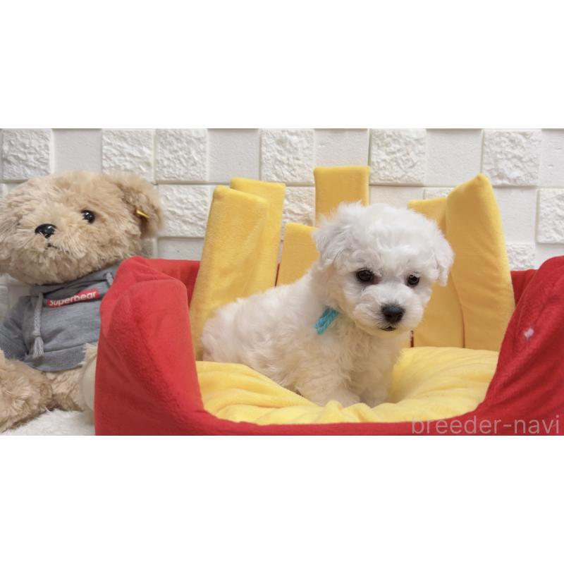 販売中の福岡県のビションフリーゼ-444810の5枚目