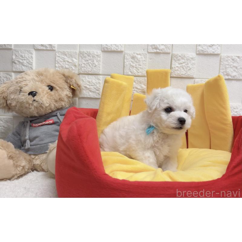 販売中の福岡県のビションフリーゼ-444810の4枚目