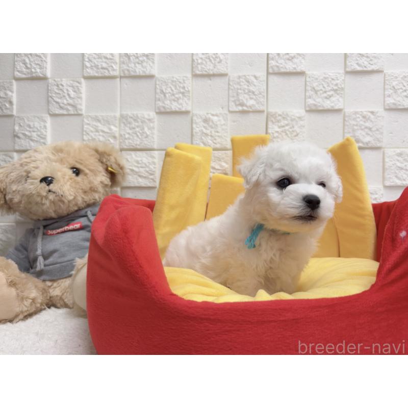 販売中の福岡県のビションフリーゼ-444810の3枚目