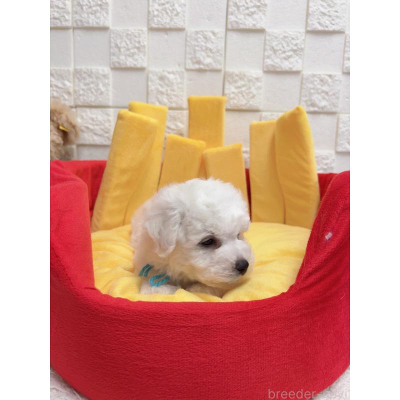 販売中の福岡県のビションフリーゼ-444810の2枚目