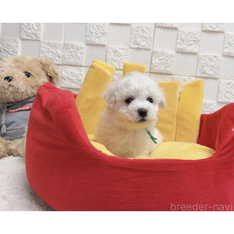 販売中の福岡県のビションフリーゼ-444811