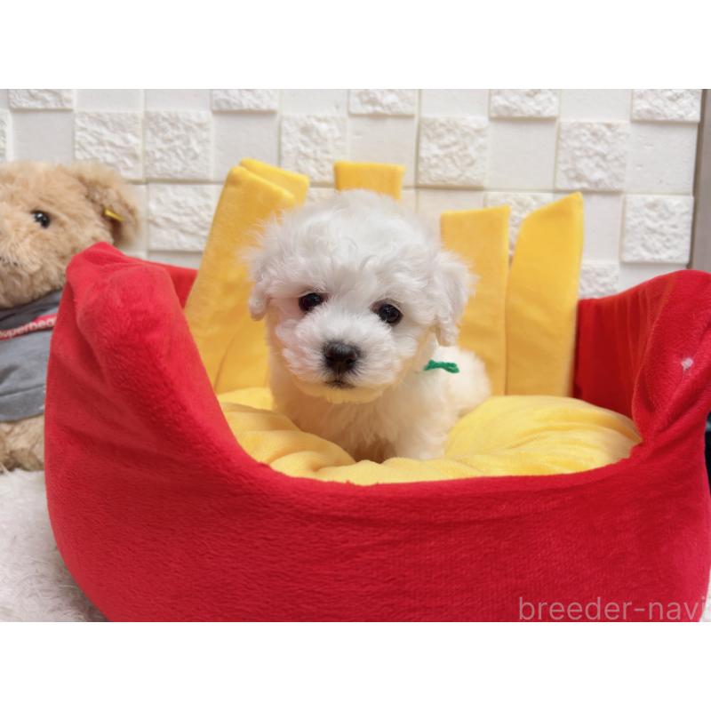 販売中の福岡県のビションフリーゼ-444811の8枚目