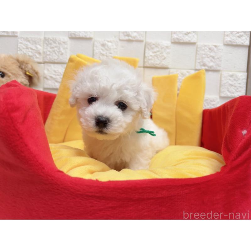 販売中の福岡県のビションフリーゼ-444811の7枚目