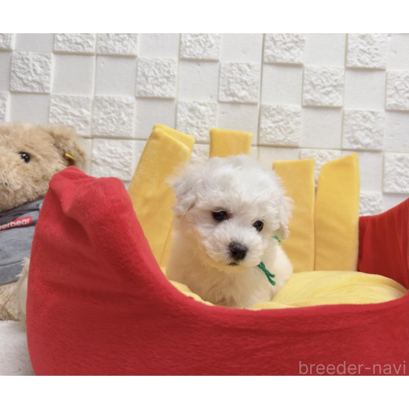 販売中の福岡県のビションフリーゼ-444811の6枚目