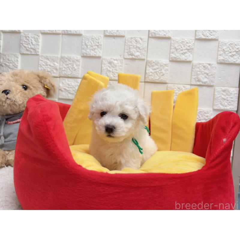 販売中の福岡県のビションフリーゼ-444811の5枚目