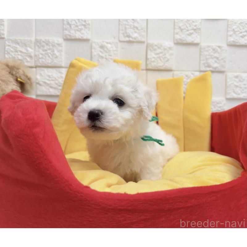 販売中の福岡県のビションフリーゼ-444811の4枚目