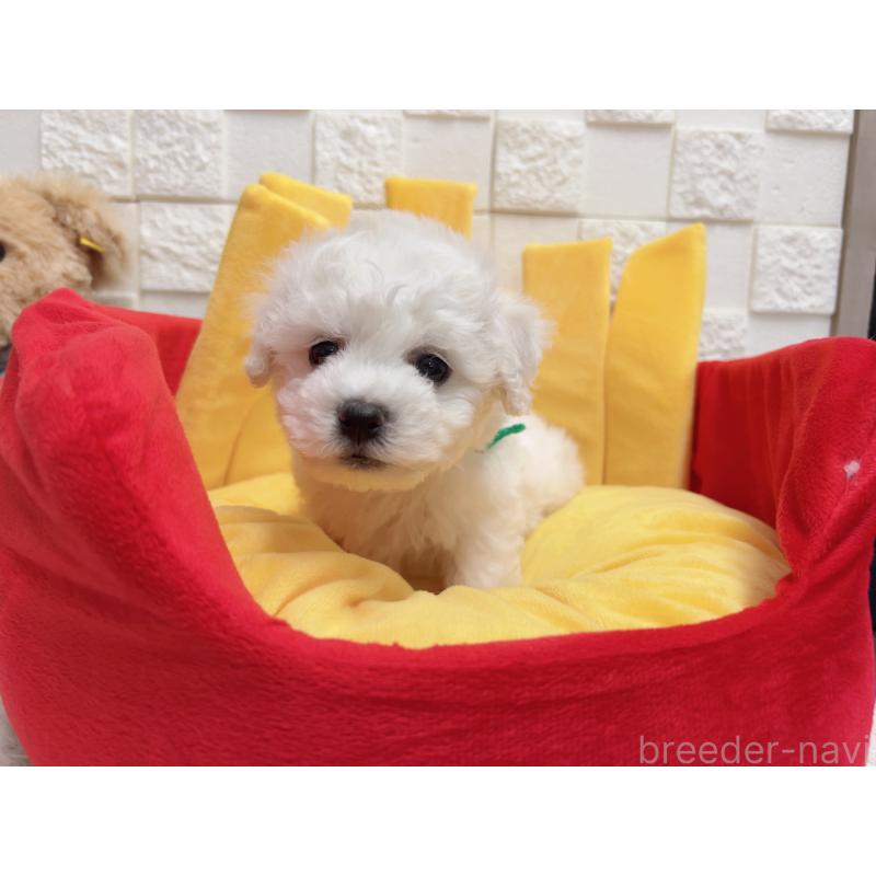 販売中の福岡県のビションフリーゼ-444811の3枚目