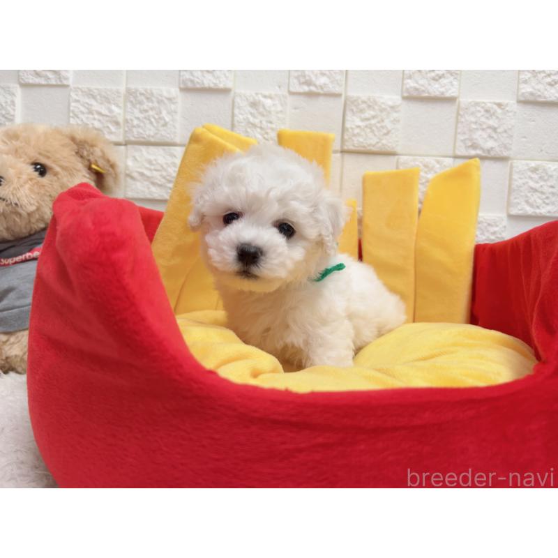 販売中の福岡県のビションフリーゼ-444811の2枚目