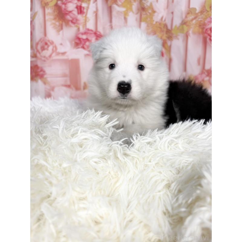 販売中の愛知県のボーダーコリー-444812の10枚目