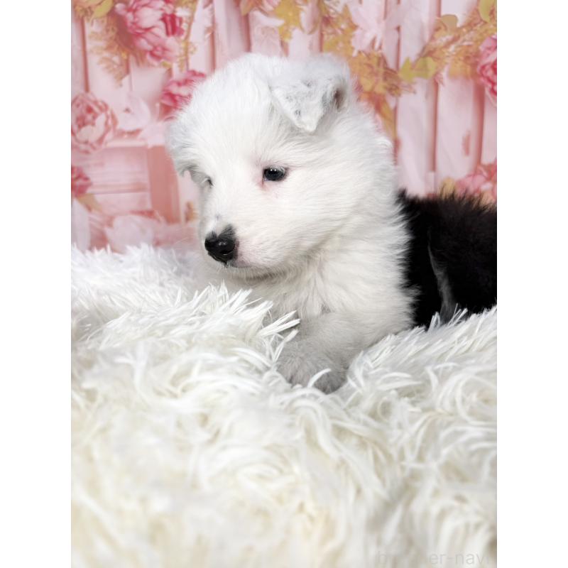 販売中の愛知県のボーダーコリー-444812の9枚目