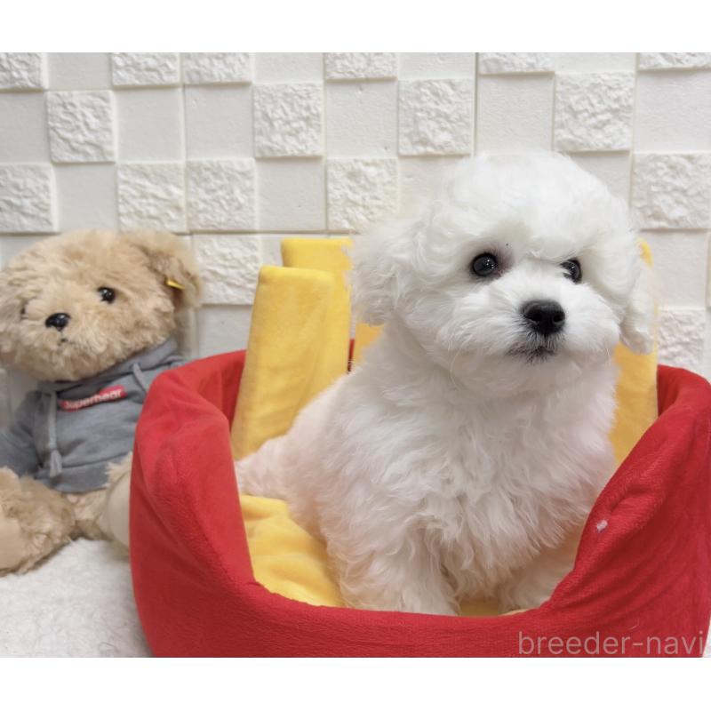 販売中の福岡県のビションフリーゼ-444813