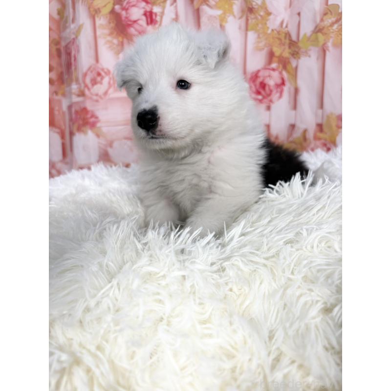 販売中の愛知県のボーダーコリー-444812の6枚目