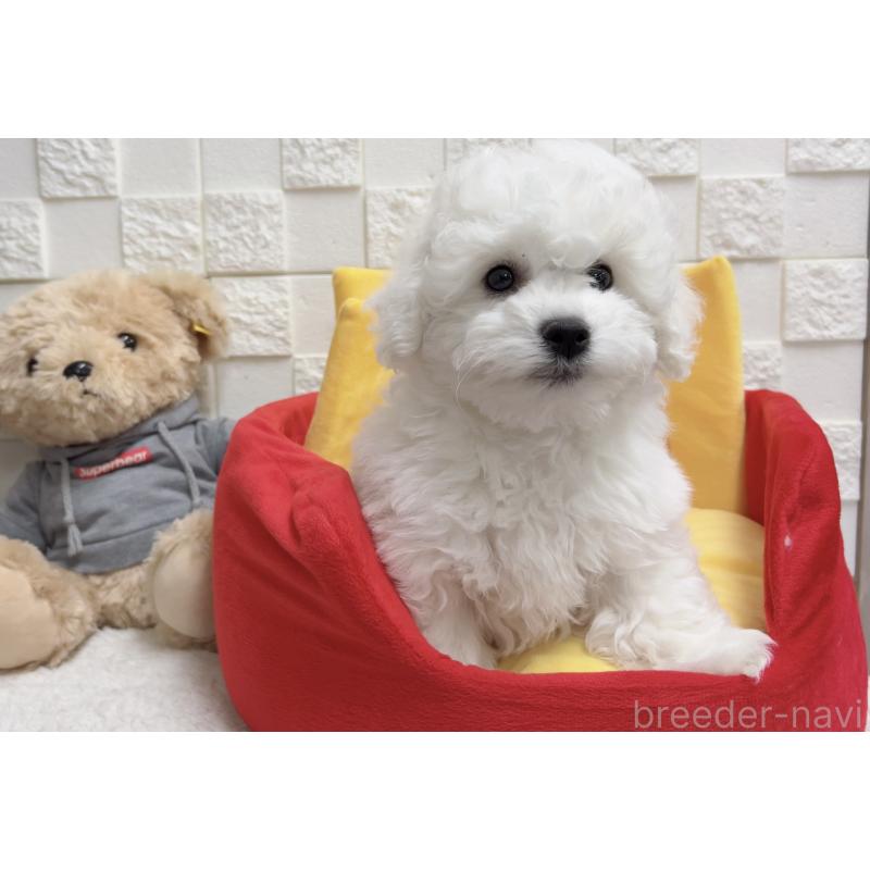 販売中の福岡県のビションフリーゼ-444813の4枚目