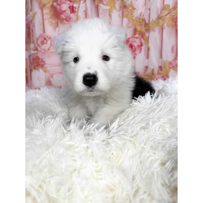 販売中の愛知県のボーダーコリー-444812の5枚目