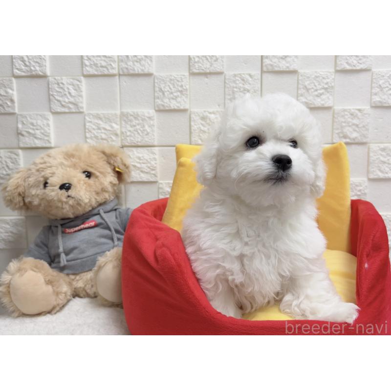 販売中の福岡県のビションフリーゼ-444813の3枚目