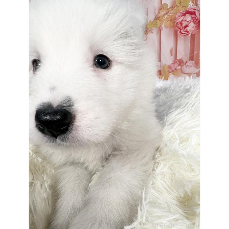 販売中の愛知県のボーダーコリー-444812の4枚目