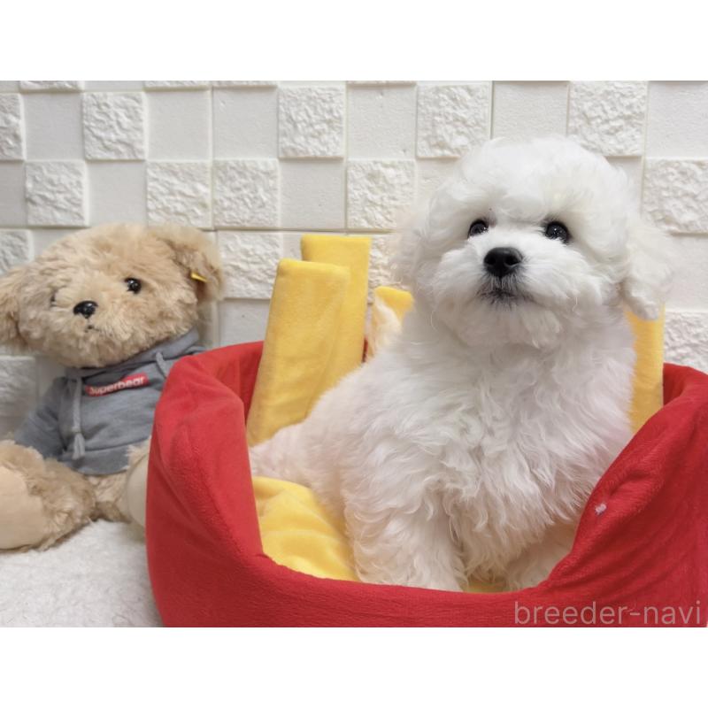 販売中の福岡県のビションフリーゼ-444813の2枚目