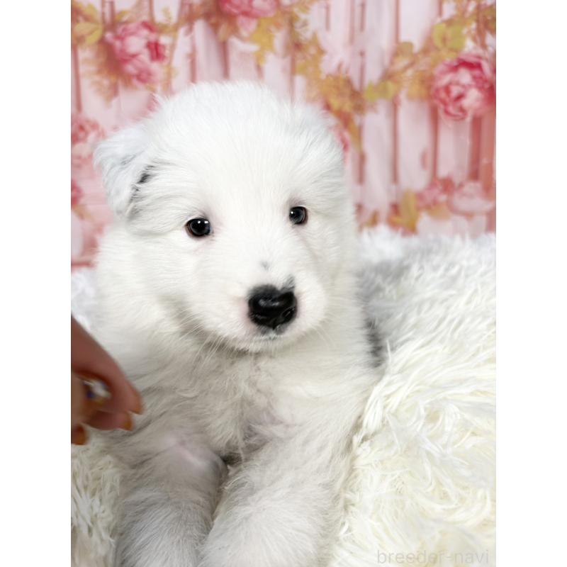 販売中の愛知県のボーダーコリー-444812の3枚目