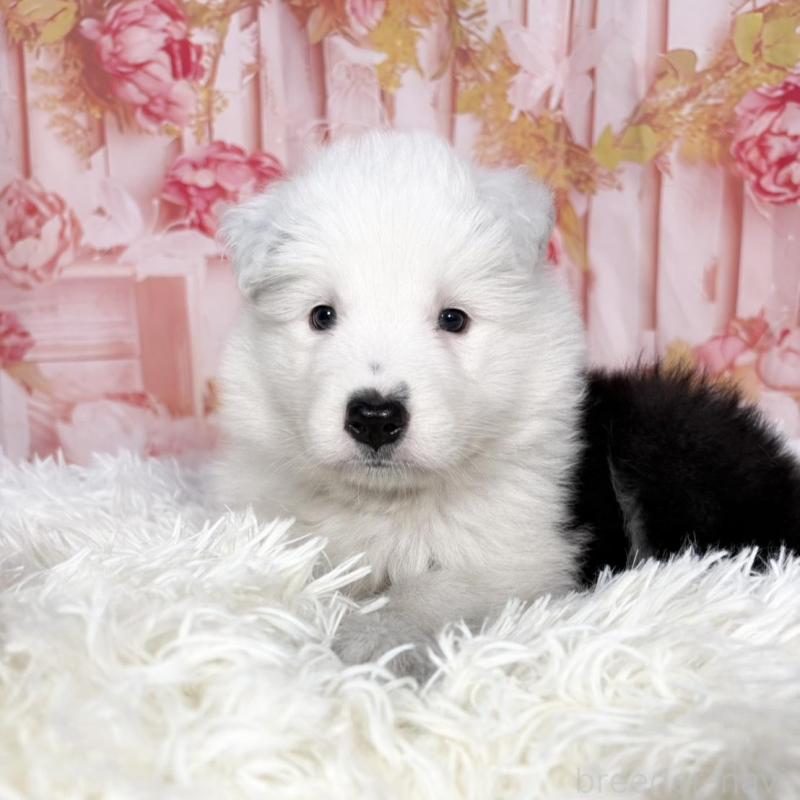 販売中の愛知県のボーダーコリー-444812の1枚目