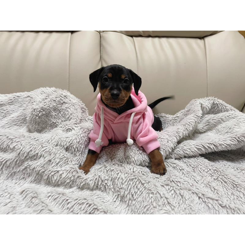 販売中の福岡県のミニチュアピンシャー(ミニピン)-442396