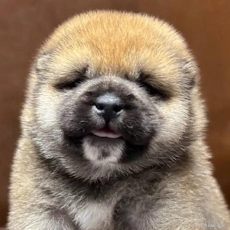 販売中の福島県の豆柴-444814の1枚目