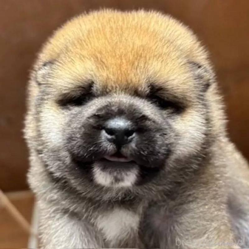 販売中の福島県の豆柴-444814の6枚目