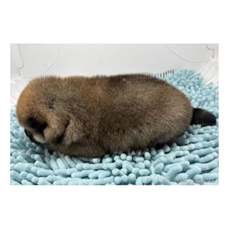 販売中の福島県の豆柴-444814の3枚目